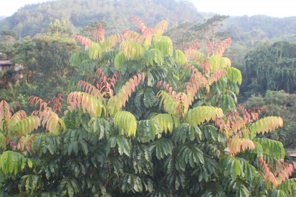 Pometia pinnata J.R.Forst. & G.Forst.